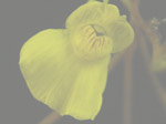 Utricularia x ochroleuca - Blüte
