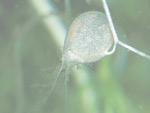 Utricularia x ochroleuca - Fangblase