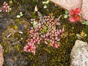 Utricularia menziesii