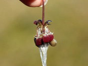 Utricularia westonii